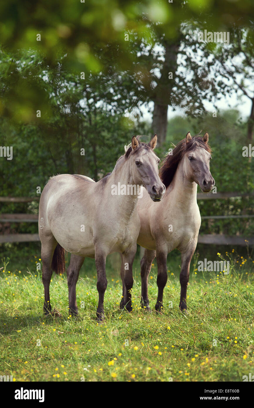 Due mares, Konik o lucidare i cavalli selvaggi Foto Stock