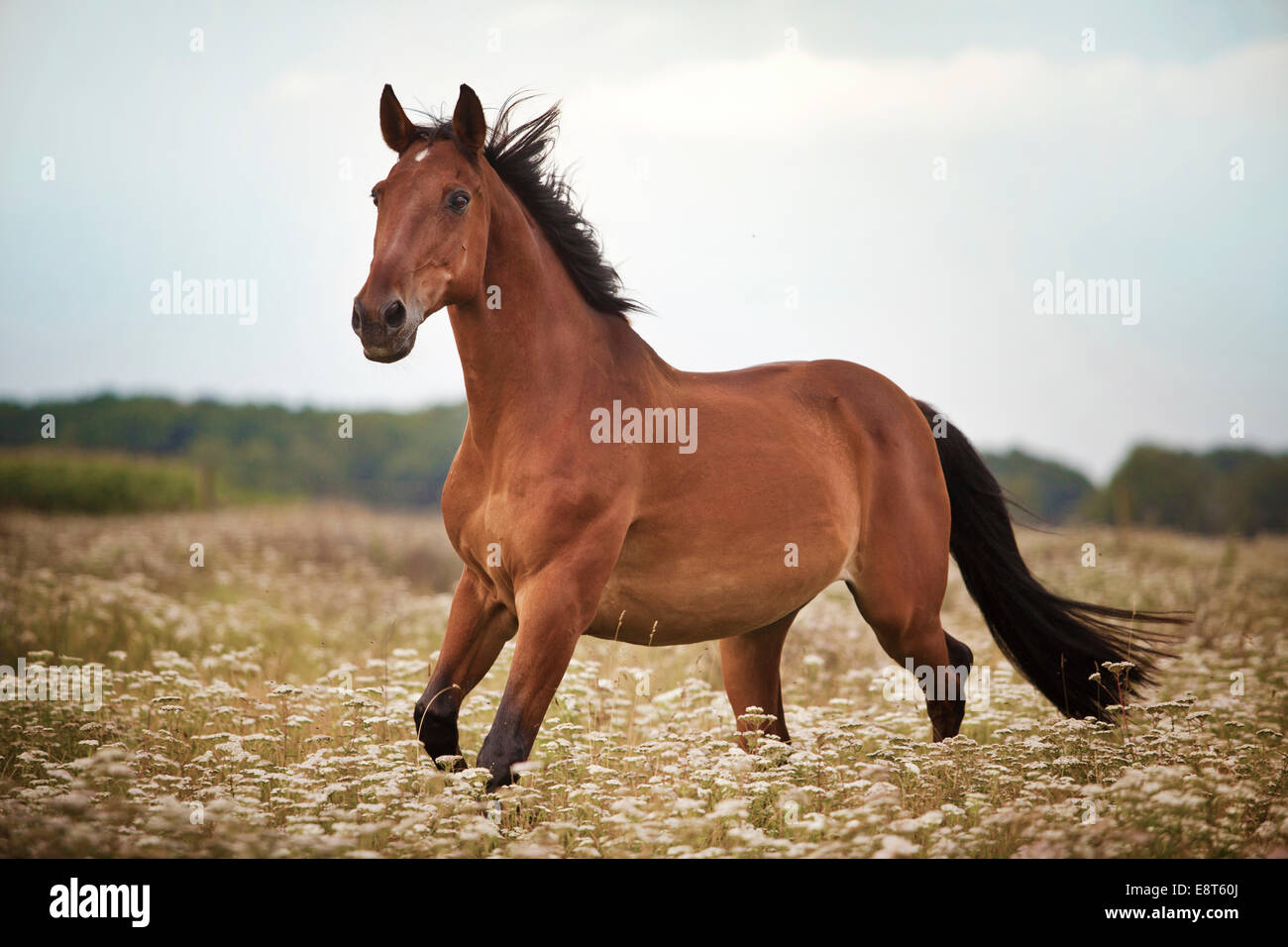 Warmblood tedesco, Marrone con marcature, castrazione trottare sul prato con fiori Foto Stock