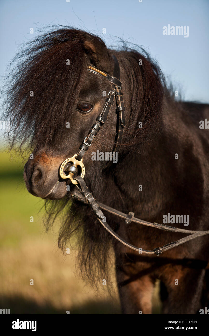 Mini pony Shetland stallone, marrone nero, ritratto con briglia inglese Foto Stock