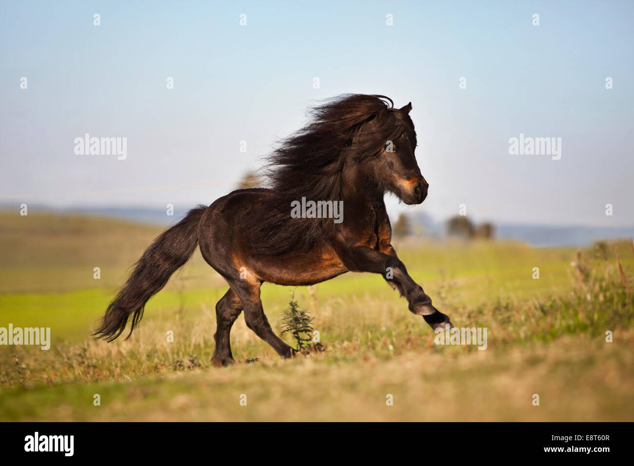 Mini pony Shetland stallone, nero, marrone al galoppo sui prati Foto Stock