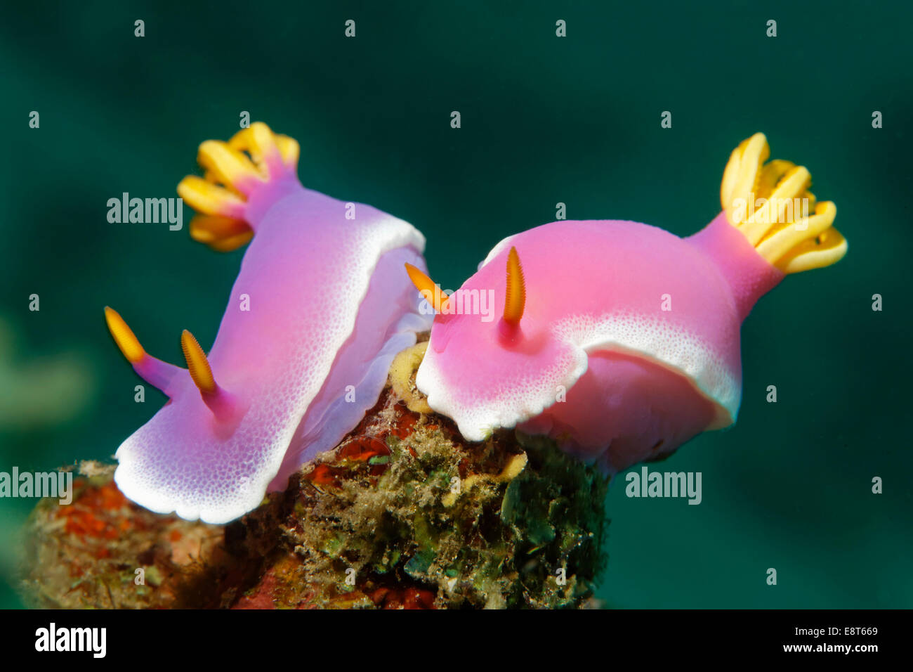 Una coppia di giovenchi Hypselodoris (Chromodoris bullockii), il Sito Patrimonio Mondiale dell'UNESCO, della Grande Barriera Corallina, Australia Foto Stock