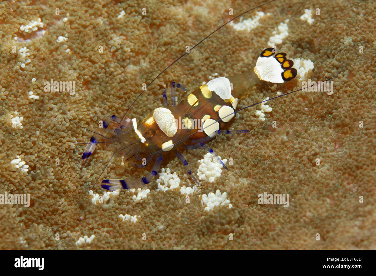 Pacific Clown Anemone (gamberetti Periclimenes brevicarpalis) su Anemone, Sito Patrimonio Mondiale dell'UNESCO, della Grande Barriera Corallina, Australia Foto Stock