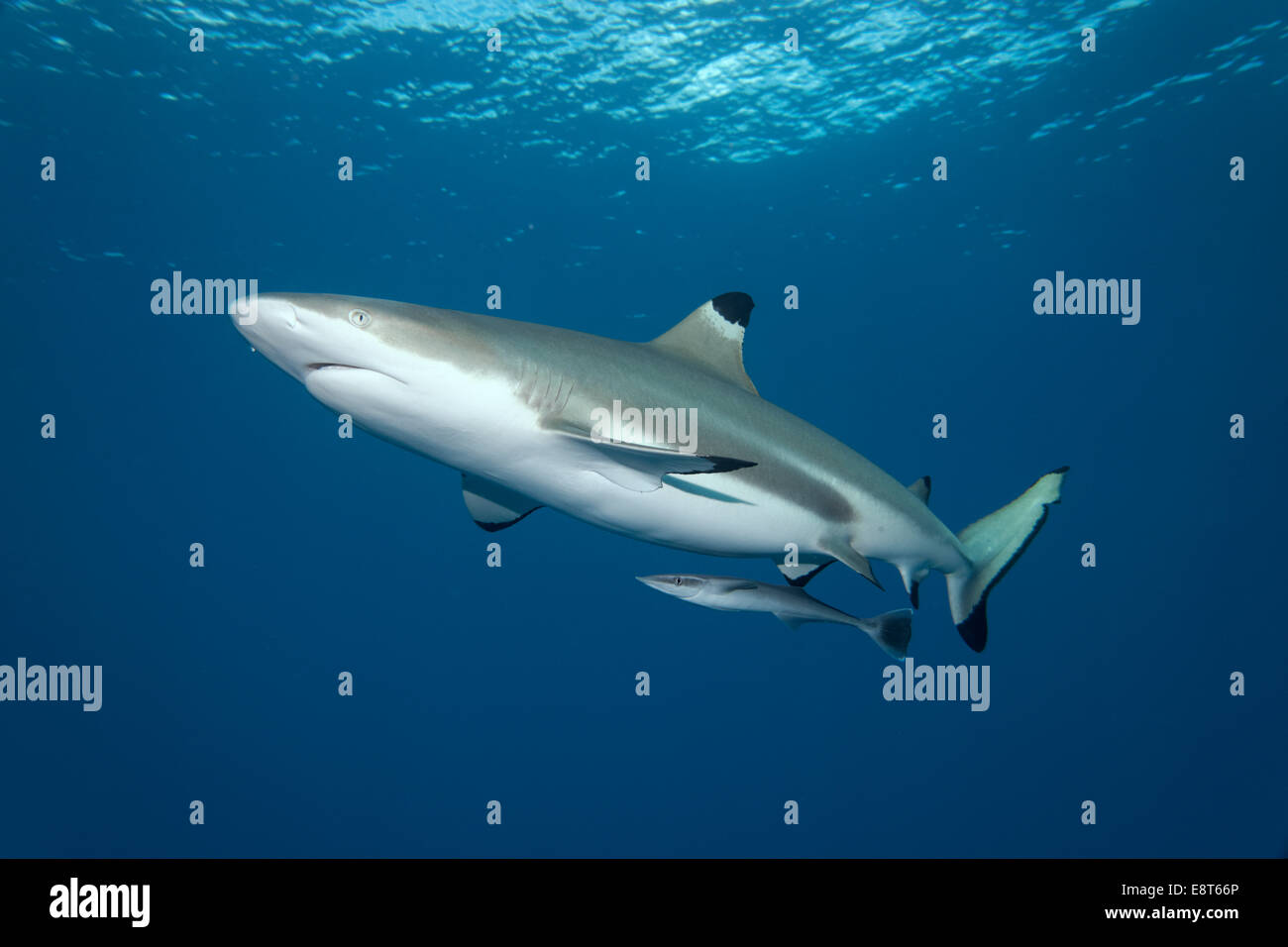 Blacktip Shark Reef (Carcharhinus melanopterus) con Live Sharksucker (Echeneis naucrates), Patrimonio Mondiale dell UNESCO Foto Stock