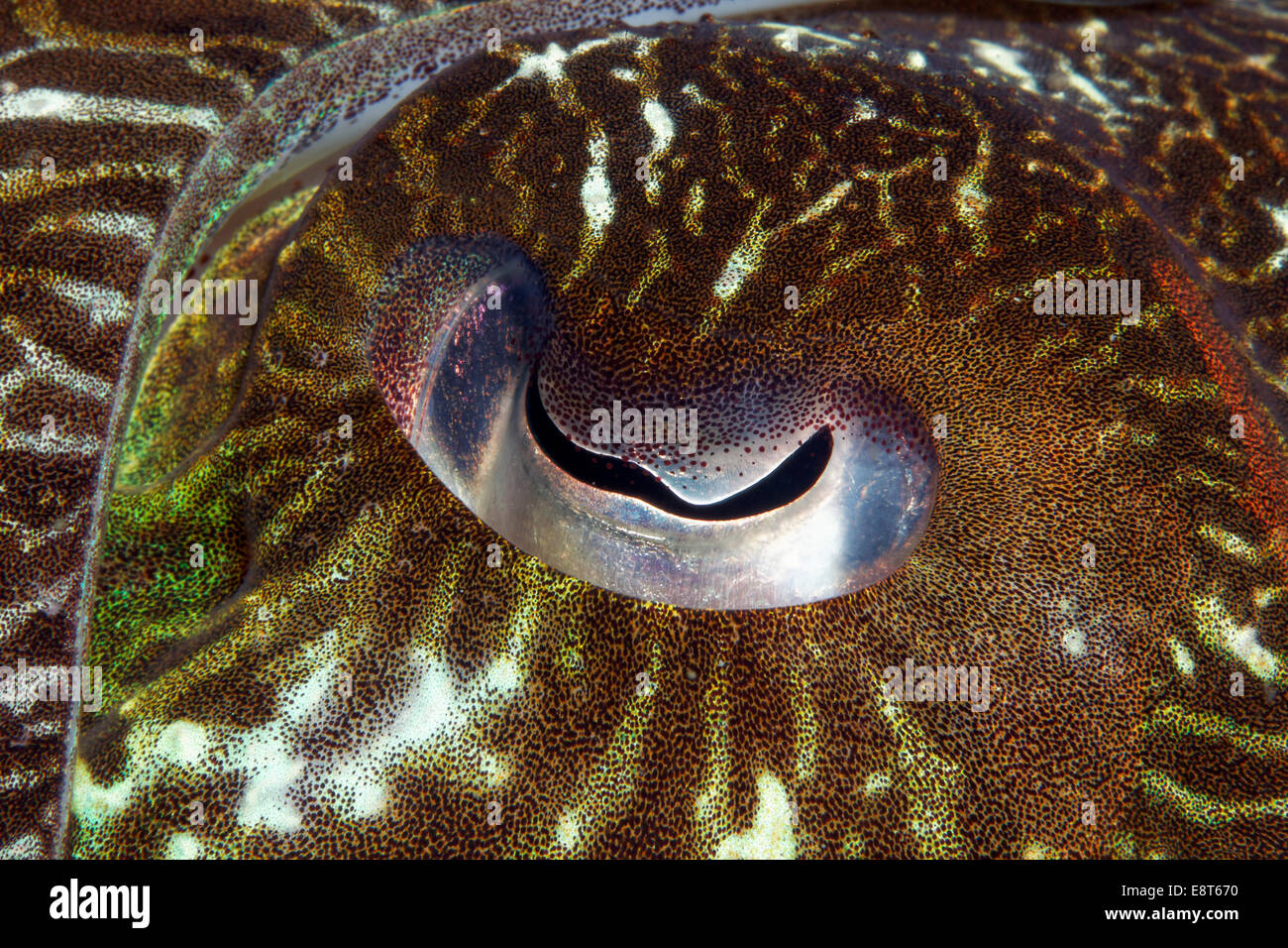 Occhio di un Broadclub Seppie (Sepia latimanus), il Sito Patrimonio Mondiale dell'UNESCO, della Grande Barriera Corallina, Australia, Oceano Pacifico Foto Stock