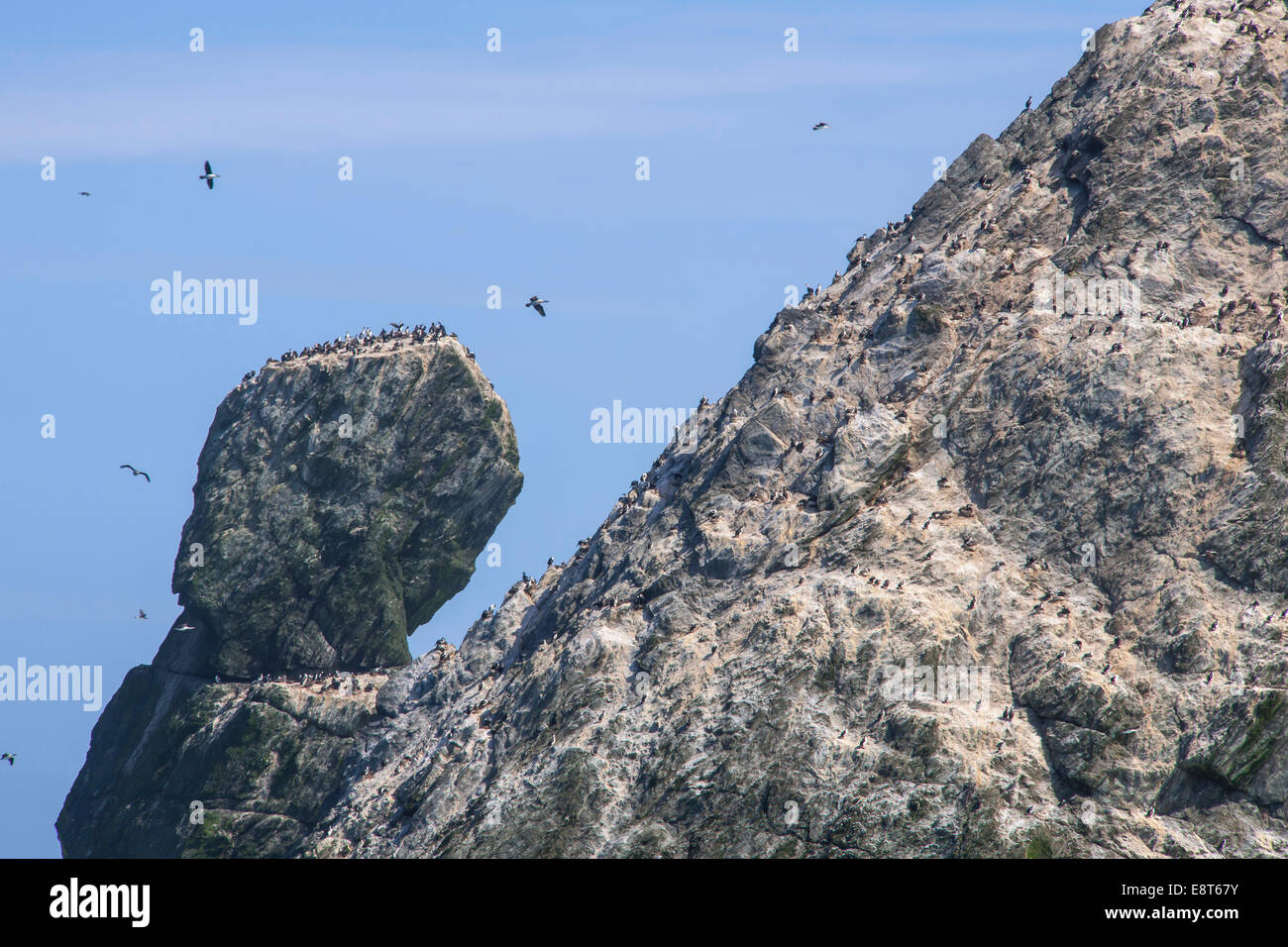 Bird Rock, il Shag Rocks, gruppo di isole del Sud Atlantico, Georgia del Sud e Isole Sandwich del Sud Foto Stock