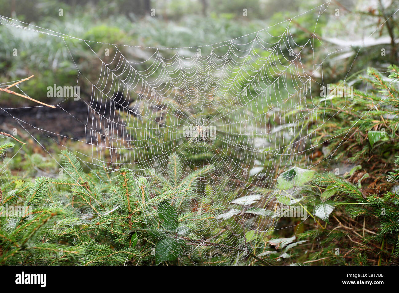 Spider Web con giardino europeo Spider (Araneus diadematus) tra giovani abeti rossi, Algovia, Baviera, Germania Foto Stock