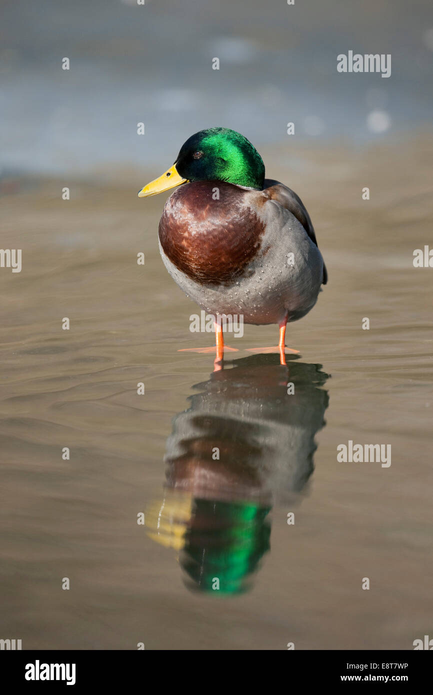 Il germano reale (Anas platyrhynchos), Drake in piedi in acqua, Turingia, Germania Foto Stock