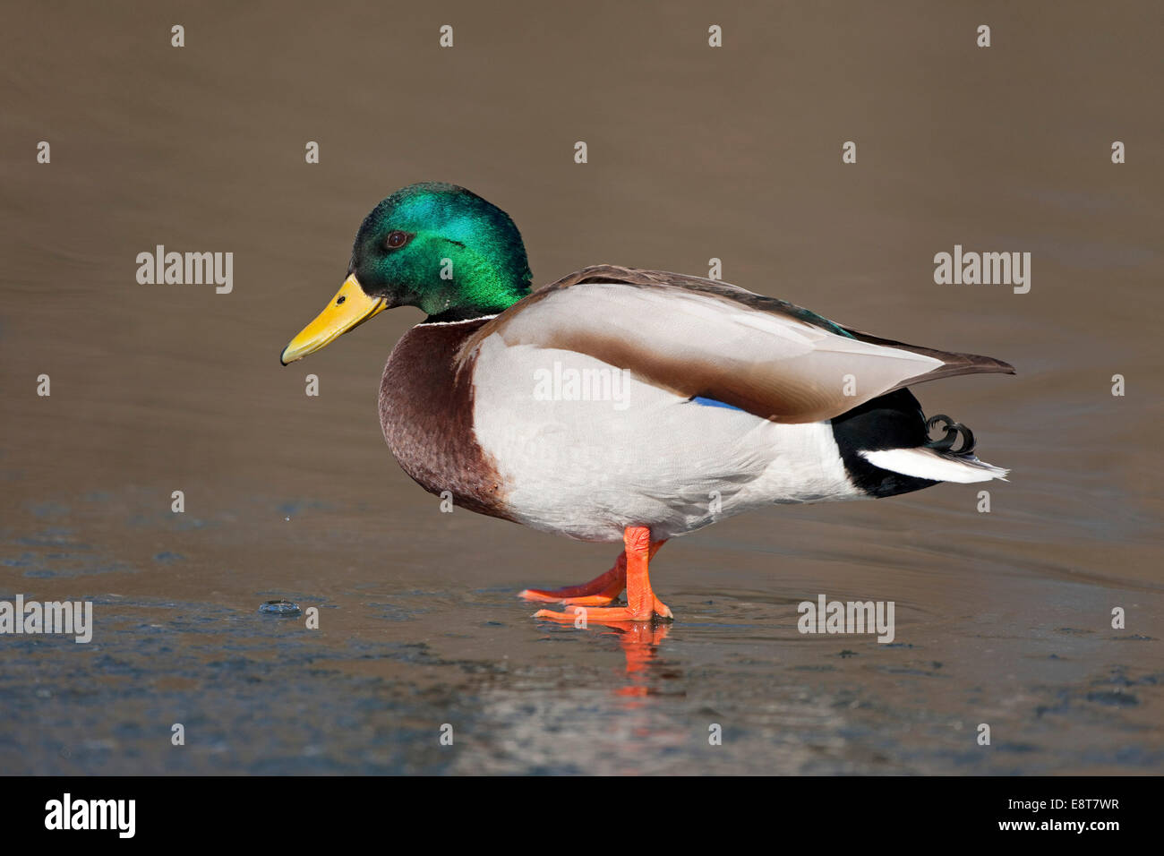 Il germano reale (Anas platyrhynchos), Drake in piedi in acqua, Turingia, Germania Foto Stock