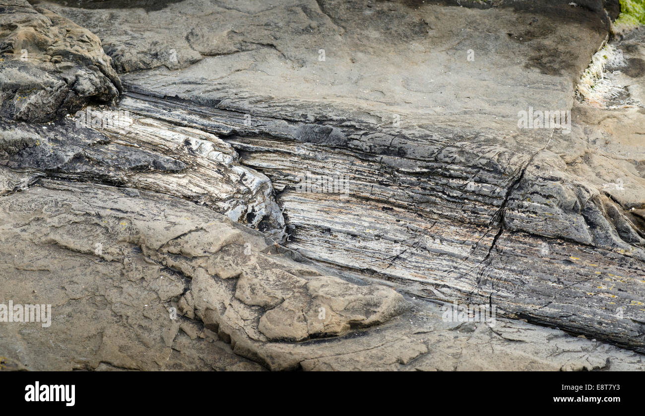 Pietrificati ceppo di albero, podocarp Petrified Forest, atmosfera serale al mare costa rocciosa, Curio Bay, il Catlins, Isola del Sud Foto Stock