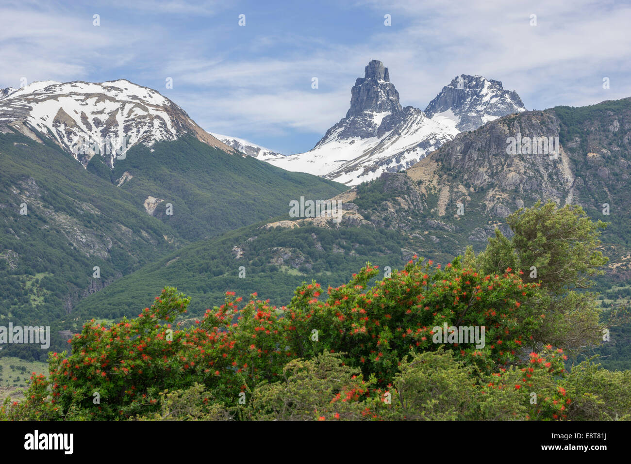 Montagne innevate e cileno fire bush, anche Notro o ciruelillo (Embothrium coccineum), Villa Cerro Castillo, Aysén, Cile Foto Stock