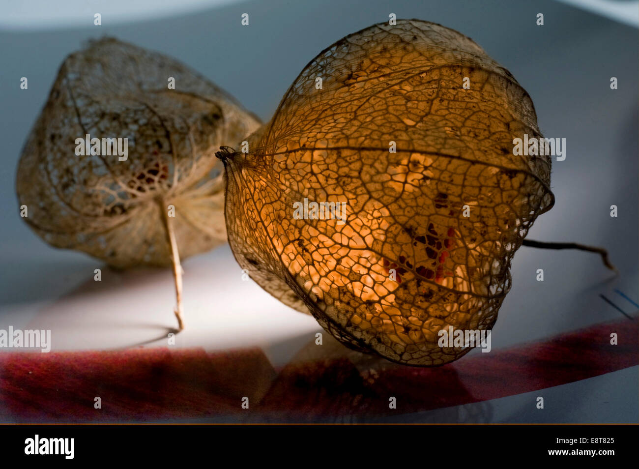 Physalis autunnali Foto Stock