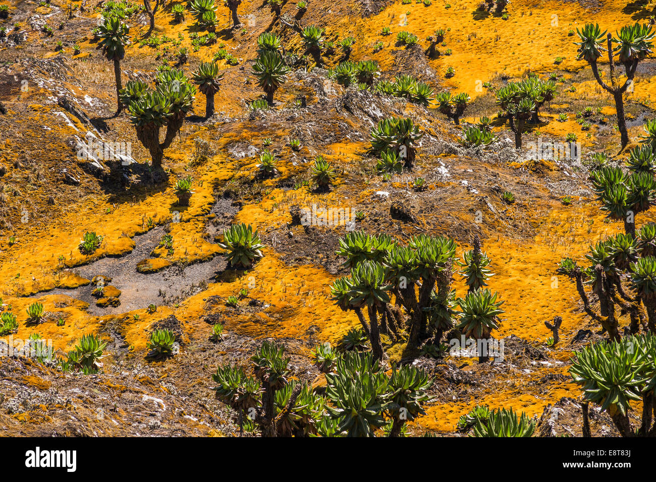 Valley con Afro-vegetazione alpina, Giant Groundsels (Dendrosenecio) nel Rwenzori Mountains, Uganda Foto Stock