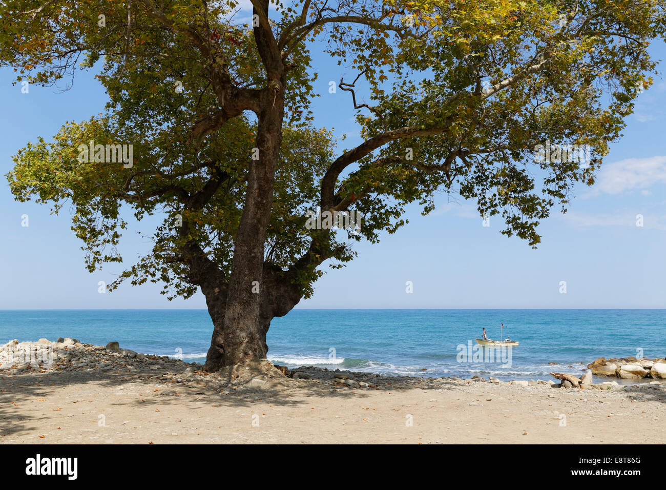 Oriental Plane Tree (Platanus orientalis) sulla spiaggia, Ayancik, Sinop Provincia, il litorale del Mar Nero, la regione del Mar Nero, Turchia Foto Stock