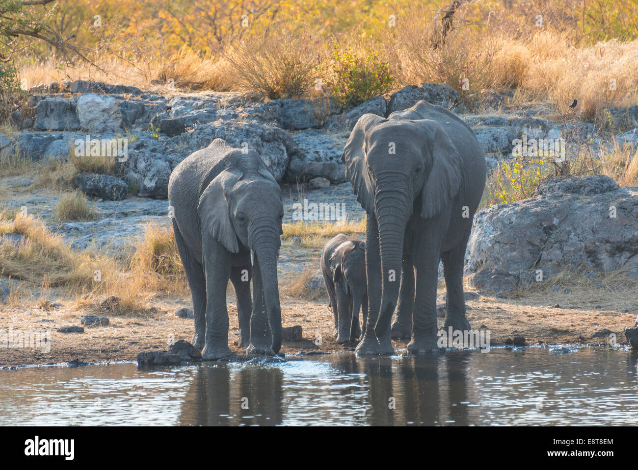 L'elefante africano (Loxodonta africana), adulti con vitello bere alla Nuamses Waterhole, il Parco Nazionale di Etosha, Namibia Foto Stock