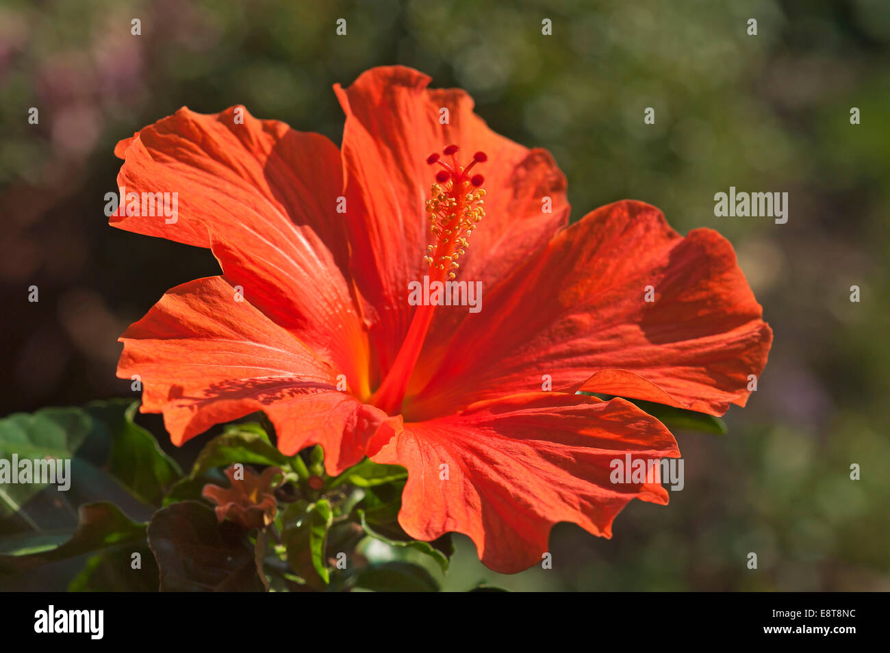 Rosso di fiori di ibisco (Hibiscus), Baviera, Germania Foto Stock
