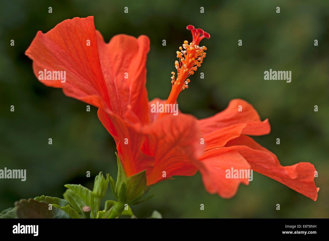Rosso di fiori di ibisco (Hibiscus), Baviera, Germania Foto Stock