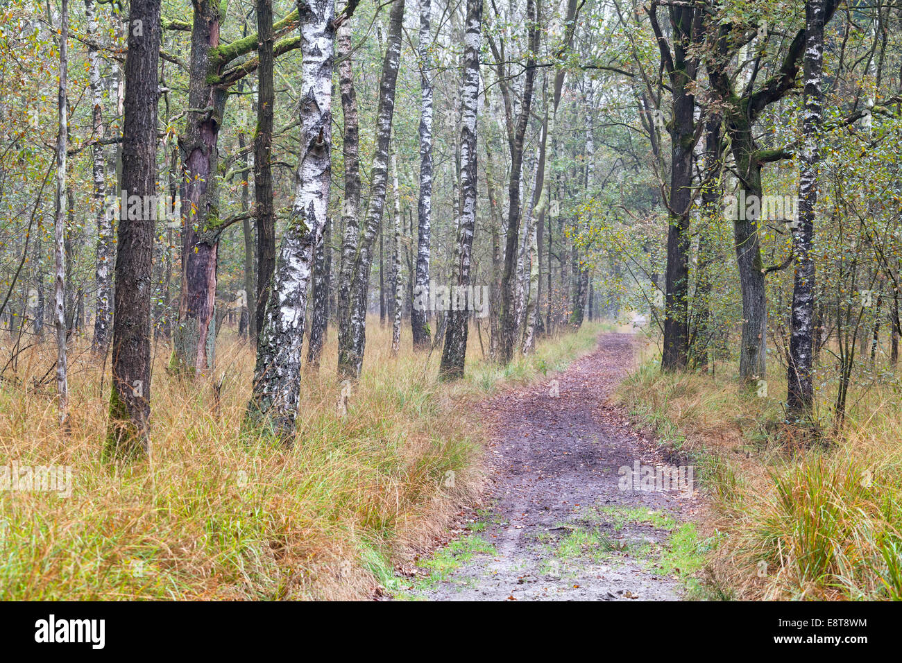 Percorso in autunno nascita tree forest Foto Stock