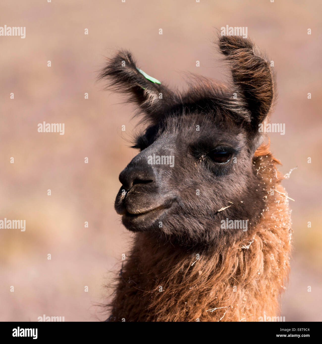 Llama (Lama glama), il Deserto di Atacama, Cile Foto Stock