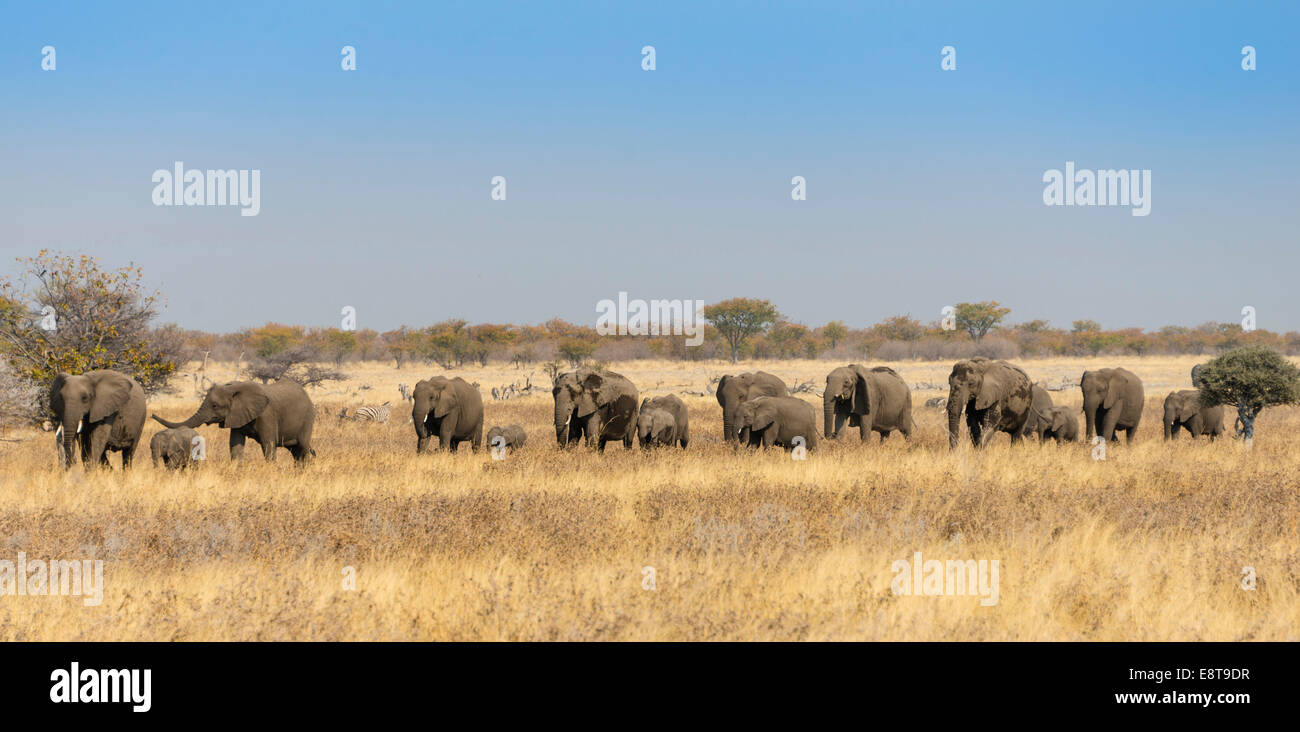 L'elefante africano (Loxodonta africana), allevamento muovendosi attraverso erba secca, il Parco Nazionale di Etosha, Namibia Foto Stock