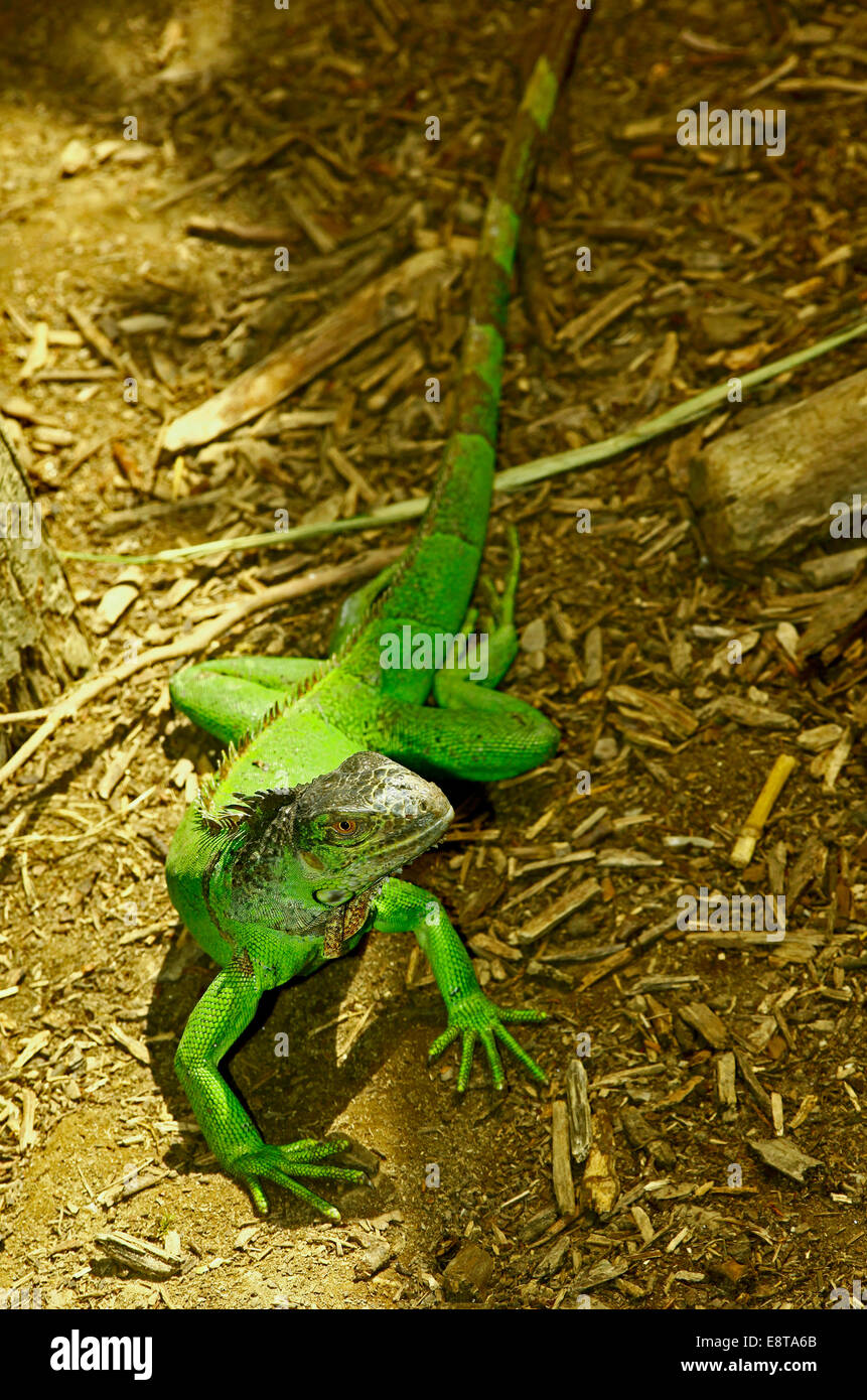 Verde (Iguana Iguana iguana) molto verde giovani esemplari Foto Stock