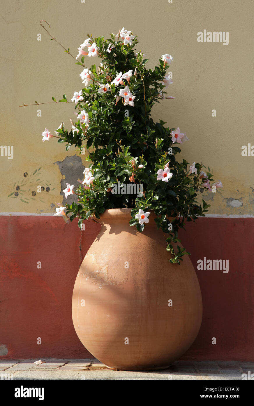 Fiori in un pot.The di terracotta Costa Azzurra. Mediterraneo Foto Stock