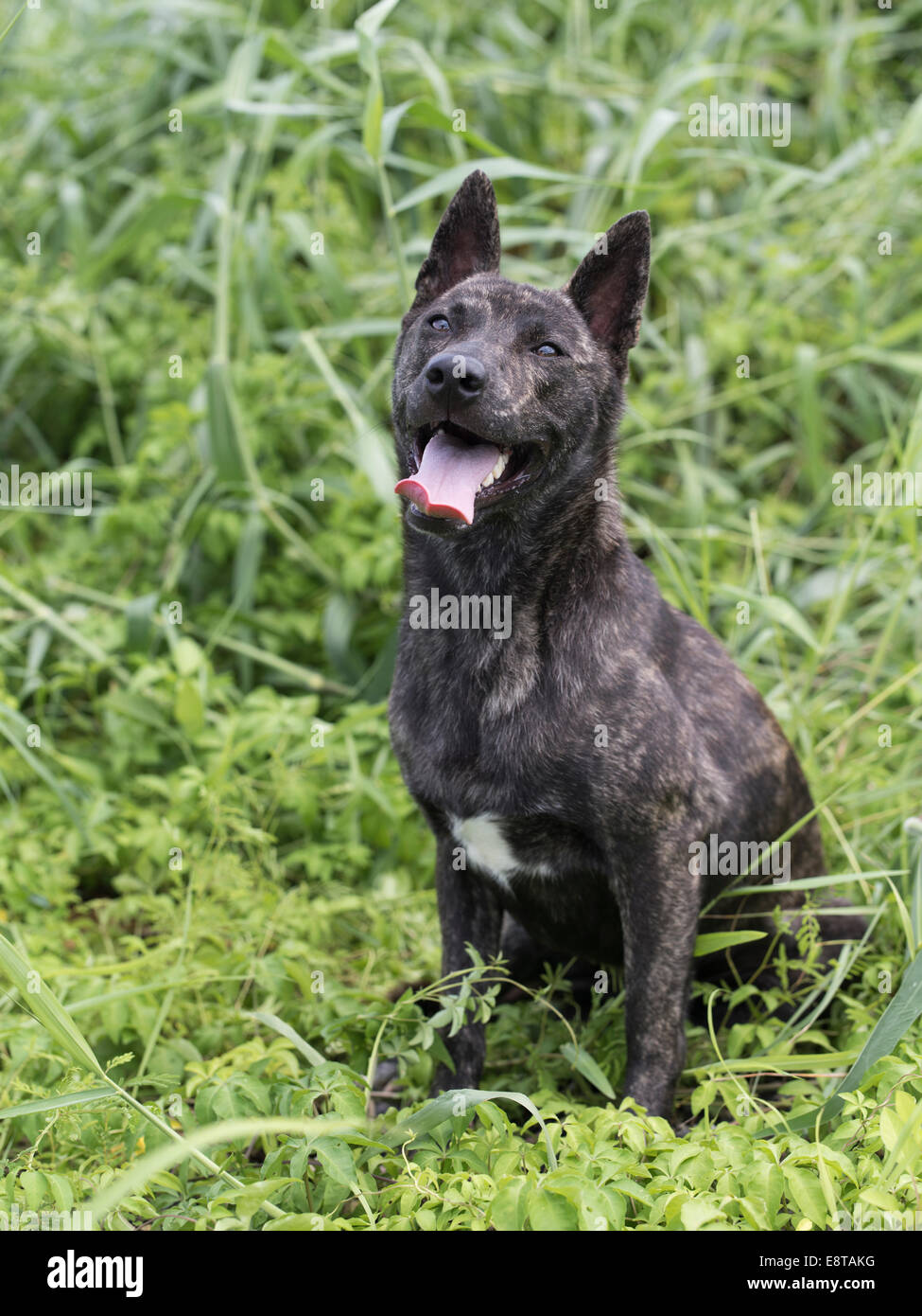 Ryukyu ken ( Ryukyu-ken ) aka Ryukyu inu ( Ryukyu-inu ) una razza di cane giapponese ( nihon-ken ) trovata in Okinawa in Giappone. Foto Stock