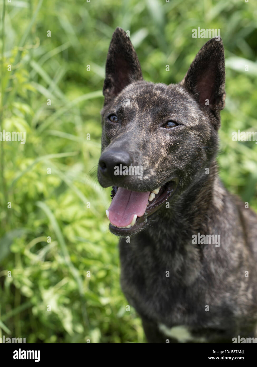 Ryukyu ken ( Ryukyu-ken ) aka Ryukyu inu ( Ryukyu-inu ) una razza di cane giapponese ( nihon-ken ) trovata in Okinawa in Giappone. Foto Stock