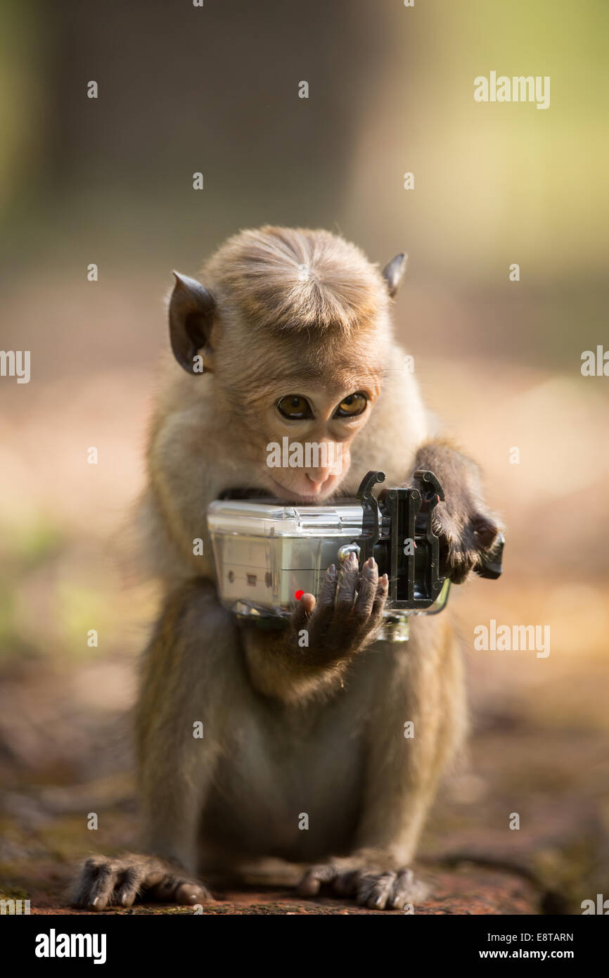 La scimmia con la fotocamera Foto Stock
