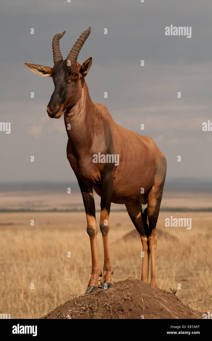 Topi 'Damaliscus korrigum' su un tumulo termite durante l annuale lek (rut) Foto Stock