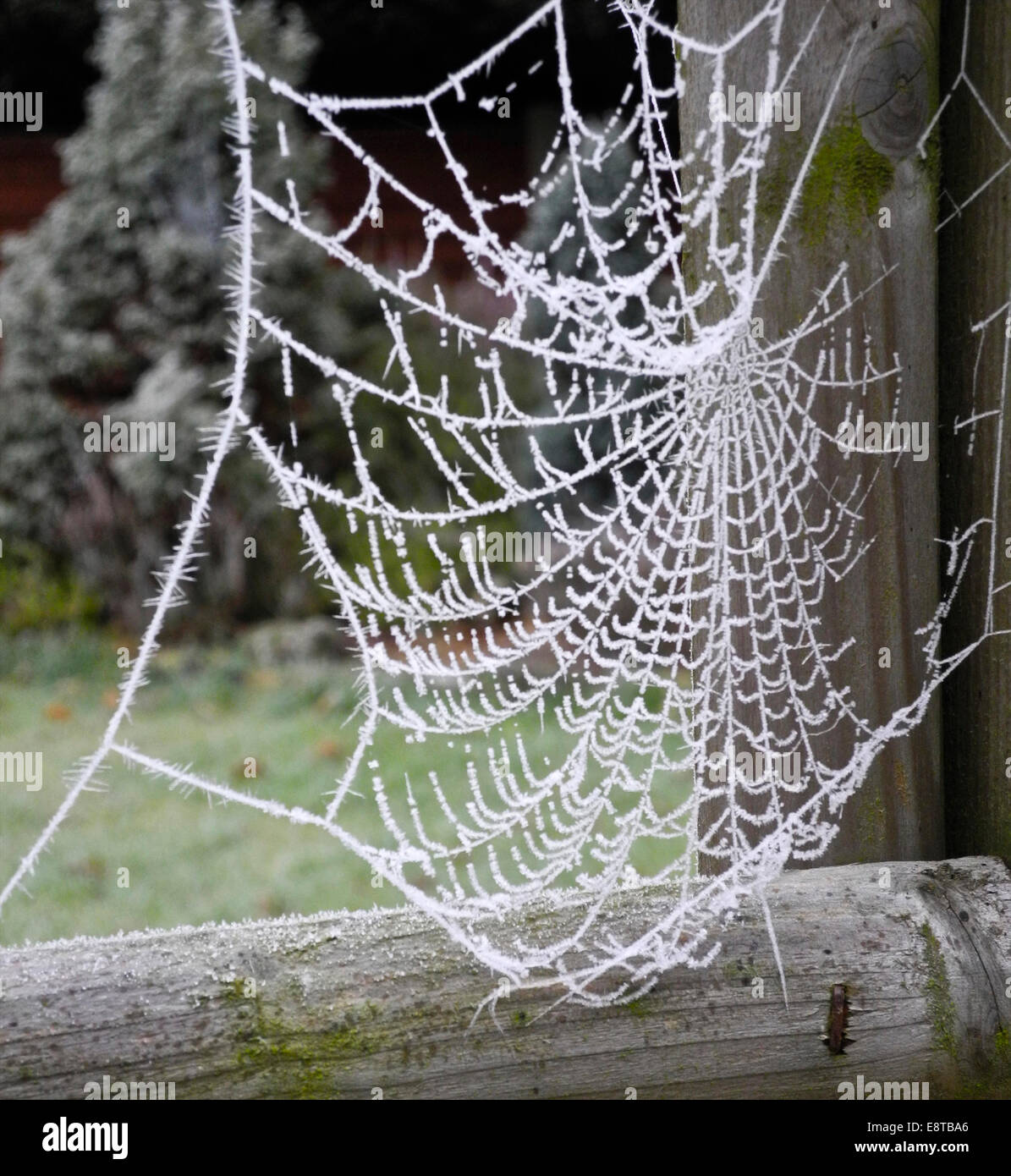 Toppa Ragnatela Ricamata Termoadesiva | Spider Web Iron On Per Giacca E Zaino