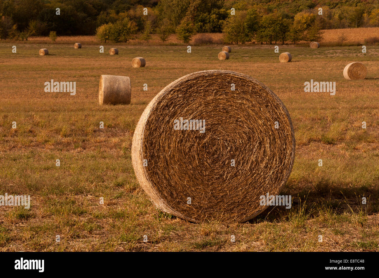 Balle di fieno nel campo di coltivazione nel paesaggio rurale Foto Stock