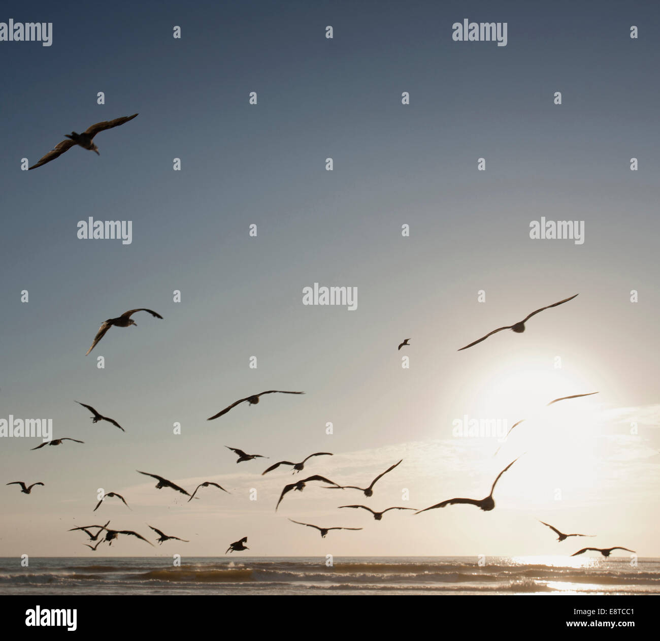 Flock of Seagulls volando sopra la spiaggia Foto Stock