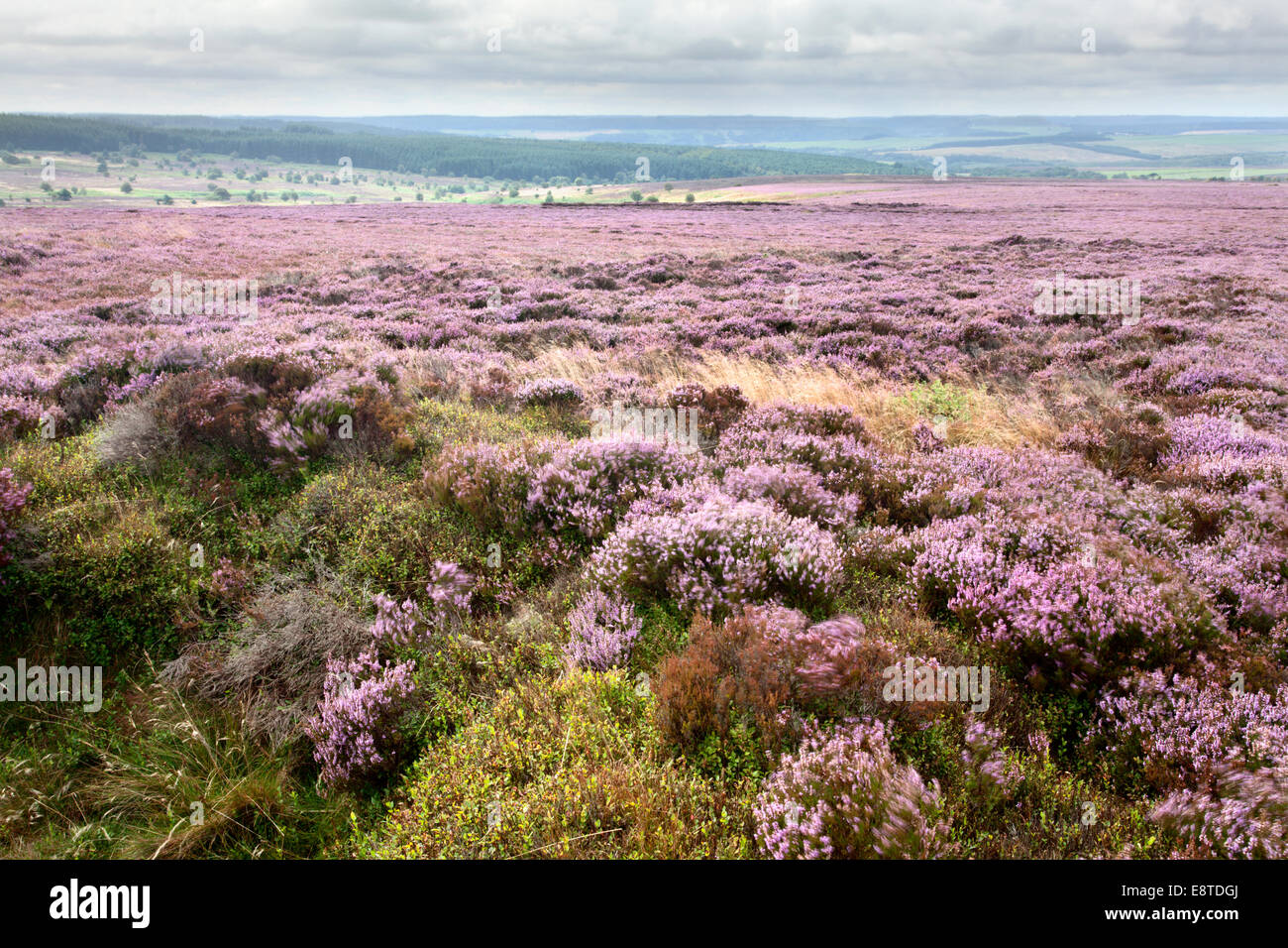 Heather Moorland da Stony Marl Howes Fylingdales Moor North York Moors Yorkshire Inghilterra Foto Stock