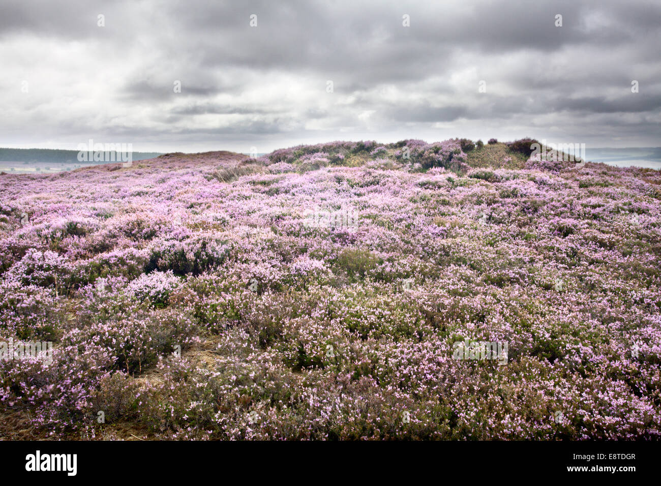 Stony Marl Howes Età del Bronzo Round carriole su terreni sassosi Marl Moor North York Moors Yorkshire Inghilterra Foto Stock
