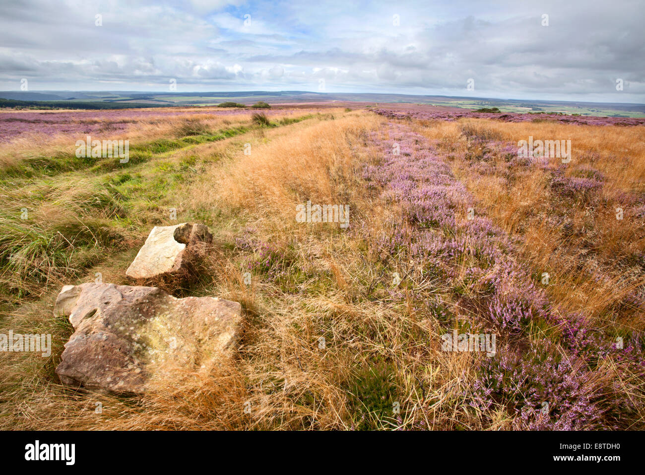 Rock Heather ed erbe su brow Moor vicino a Ravenscar North York Moors Yorkshire Inghilterra Foto Stock