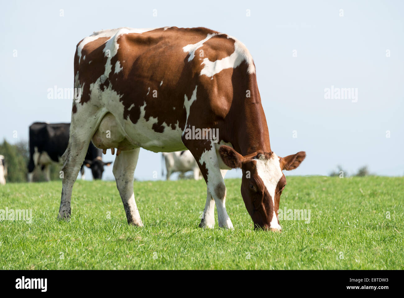Marrone e bianco mucca pascolare nel verde del prato in una fattoria in Belgio Foto Stock