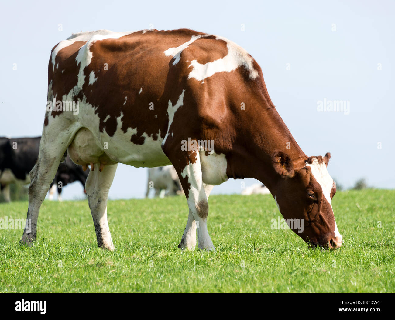 Marrone e bianco mucca pascolare nel verde del prato in una fattoria in Belgio Foto Stock