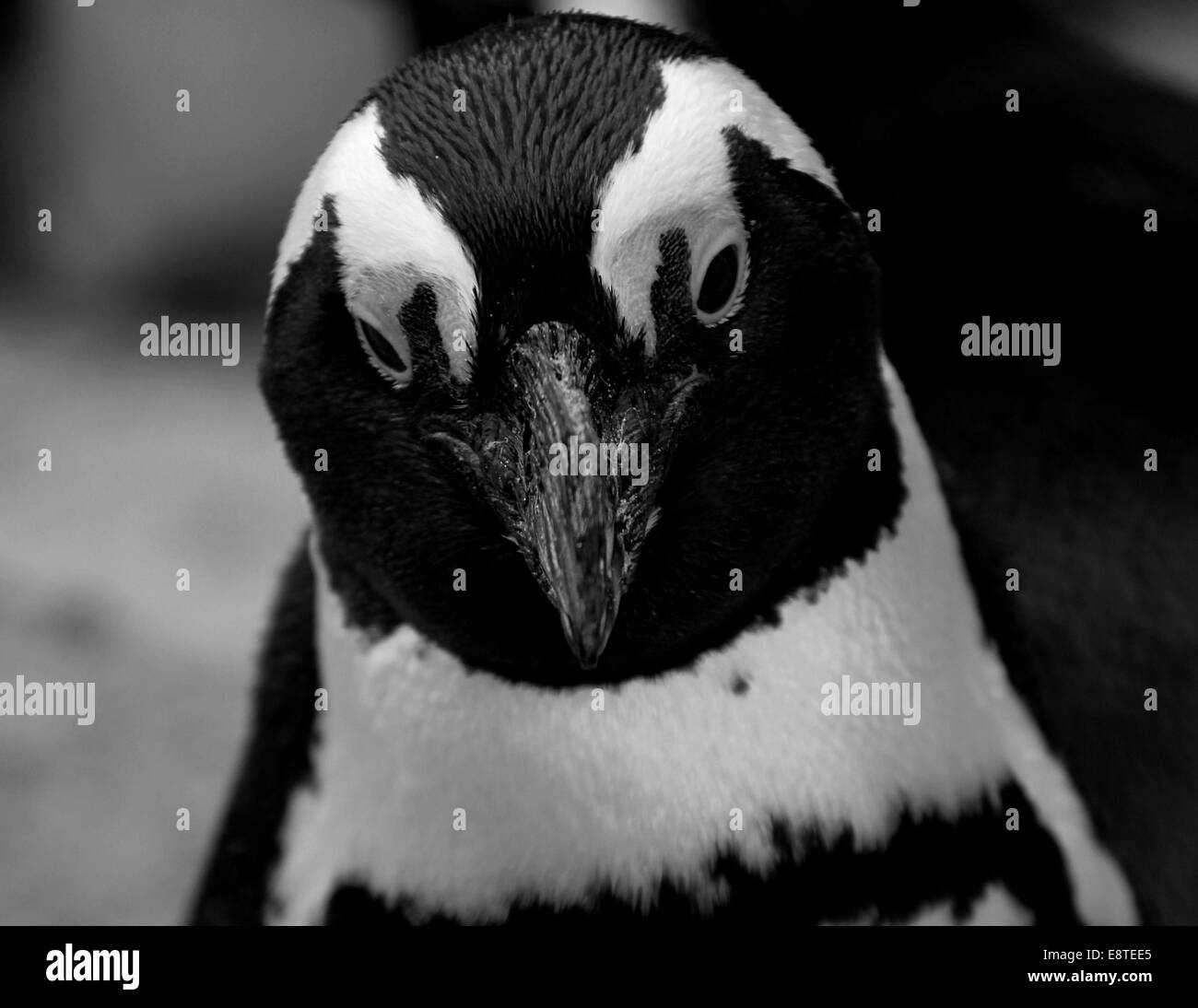 Un bianco e nero penguin Foto Stock