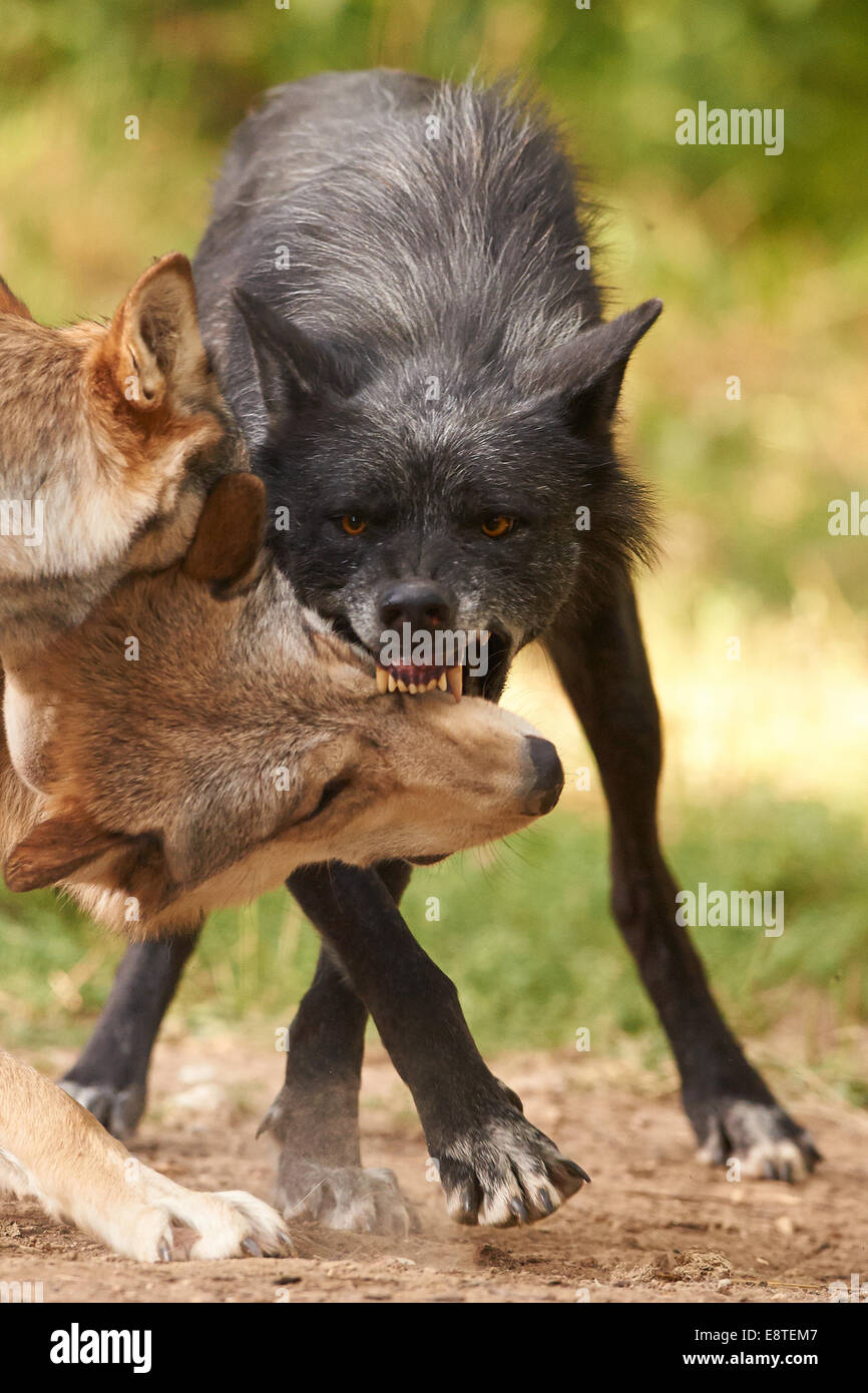 Tre lupo grigio o lupi grigi combattimento (Canis lupus) Foto Stock