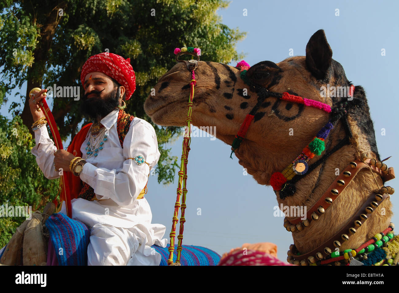 Uomo a dorso di un cammello a Pushkar camel fair, Pushkar, Ajmer, Rajasthan, India Foto Stock