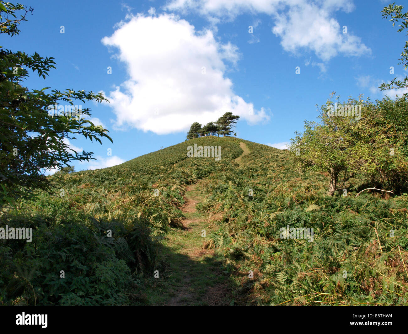 Il sentiero per la cima di Colmer's Hill, Symondsbury, Dorset, Regno Unito Foto Stock