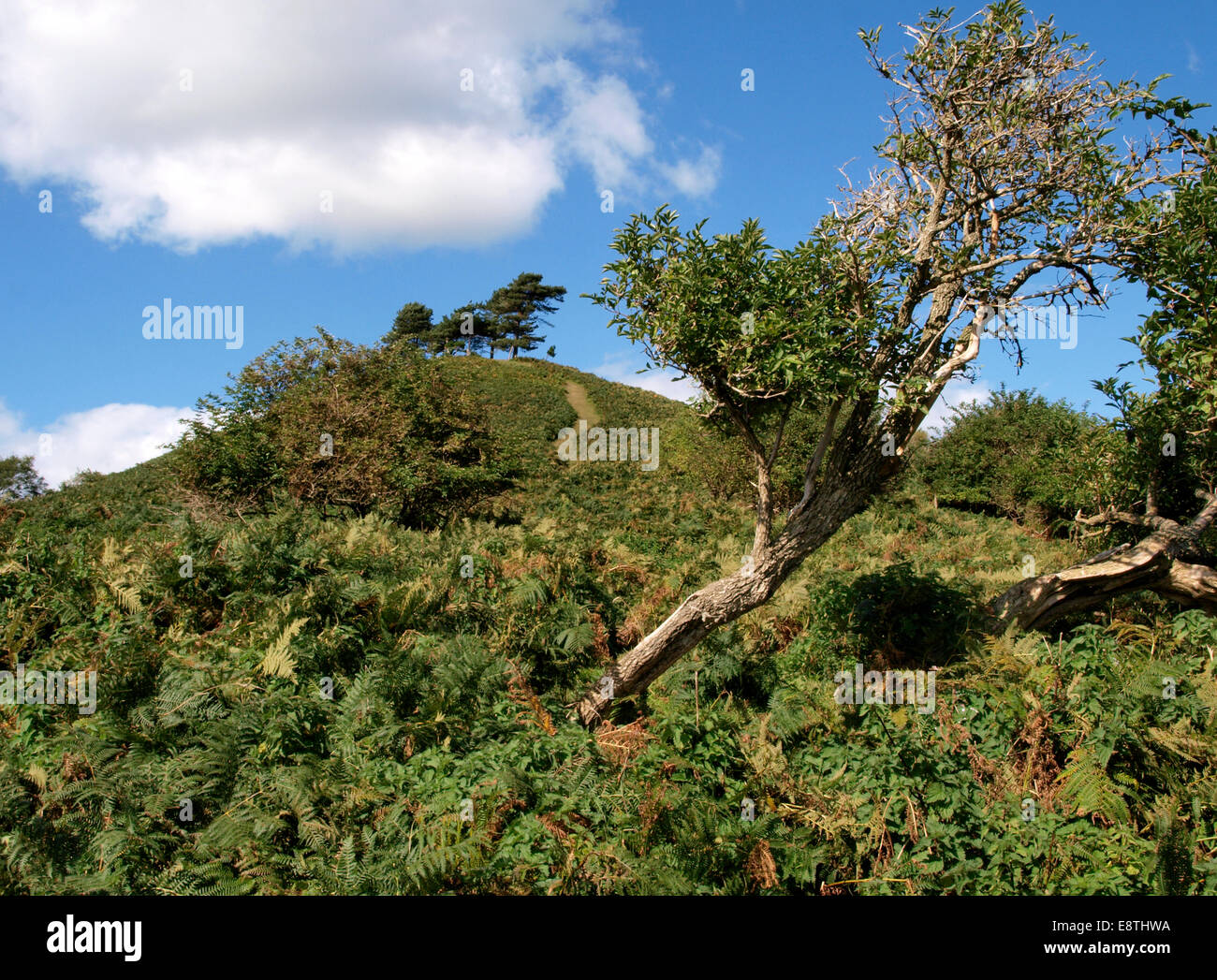 Colmer's Hill, Symondsbury, Dorset, Regno Unito Foto Stock