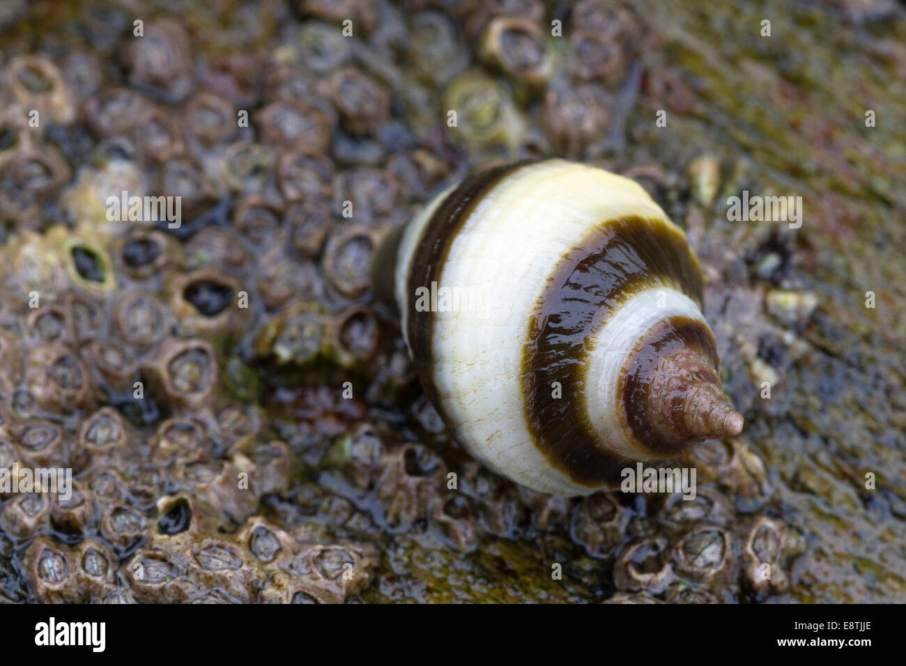 Cane Buccino, Nucella lapilli, Cornwall, Regno Unito Foto Stock