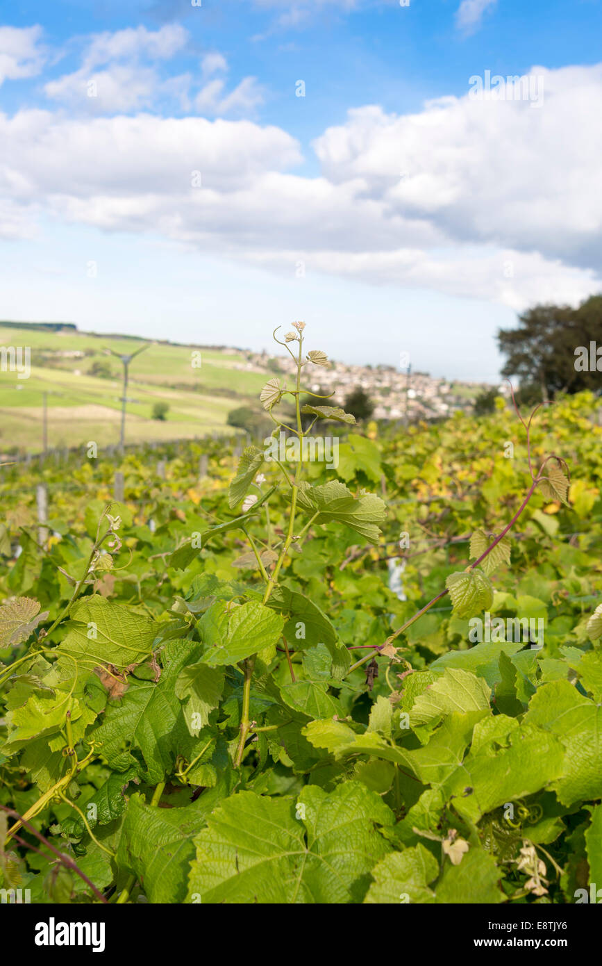 Vigneti che crescono all'Holmfirth vigneto, Leeds, West Yorkshire, Inghilterra, Regno Unito. Foto Stock