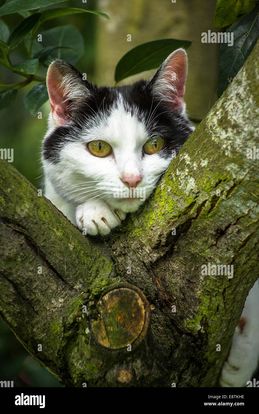 Bianco e nero gatto paese stalking preda in una struttura ad albero Foto Stock