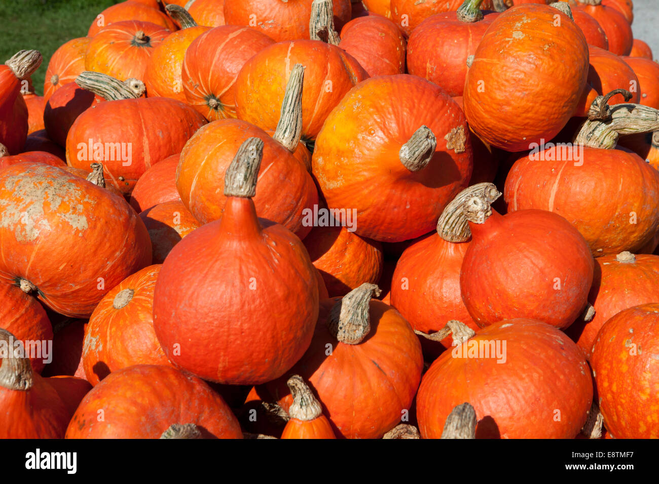 Pila di Hokkaido cucurbitacee (Cucurbita maxima) Foto Stock