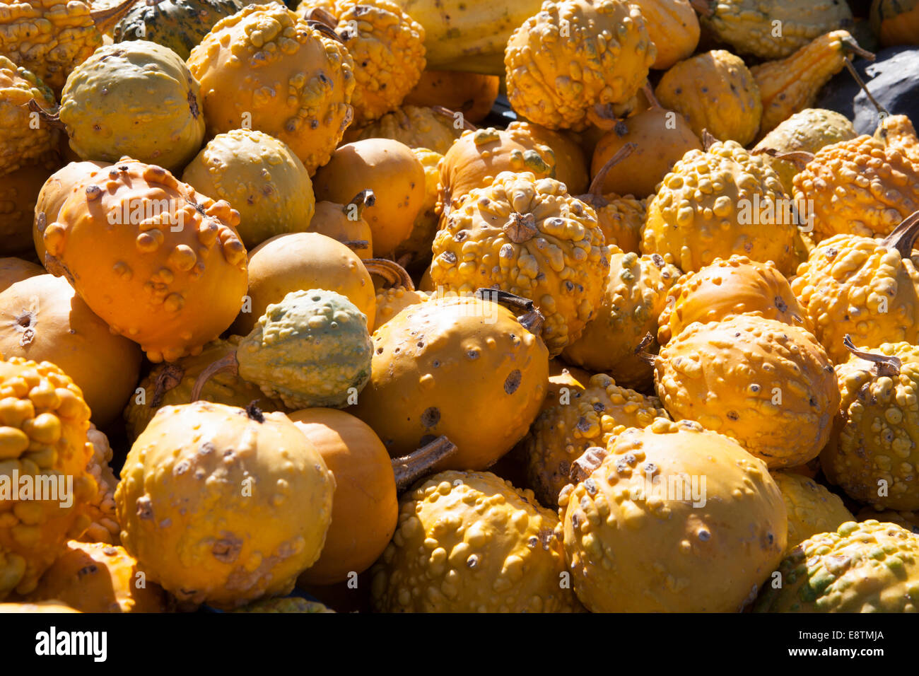 Zucca ornamentale varietà, diverse varietà di zucche per la decorazione e la cottura, Germania, Europa Foto Stock