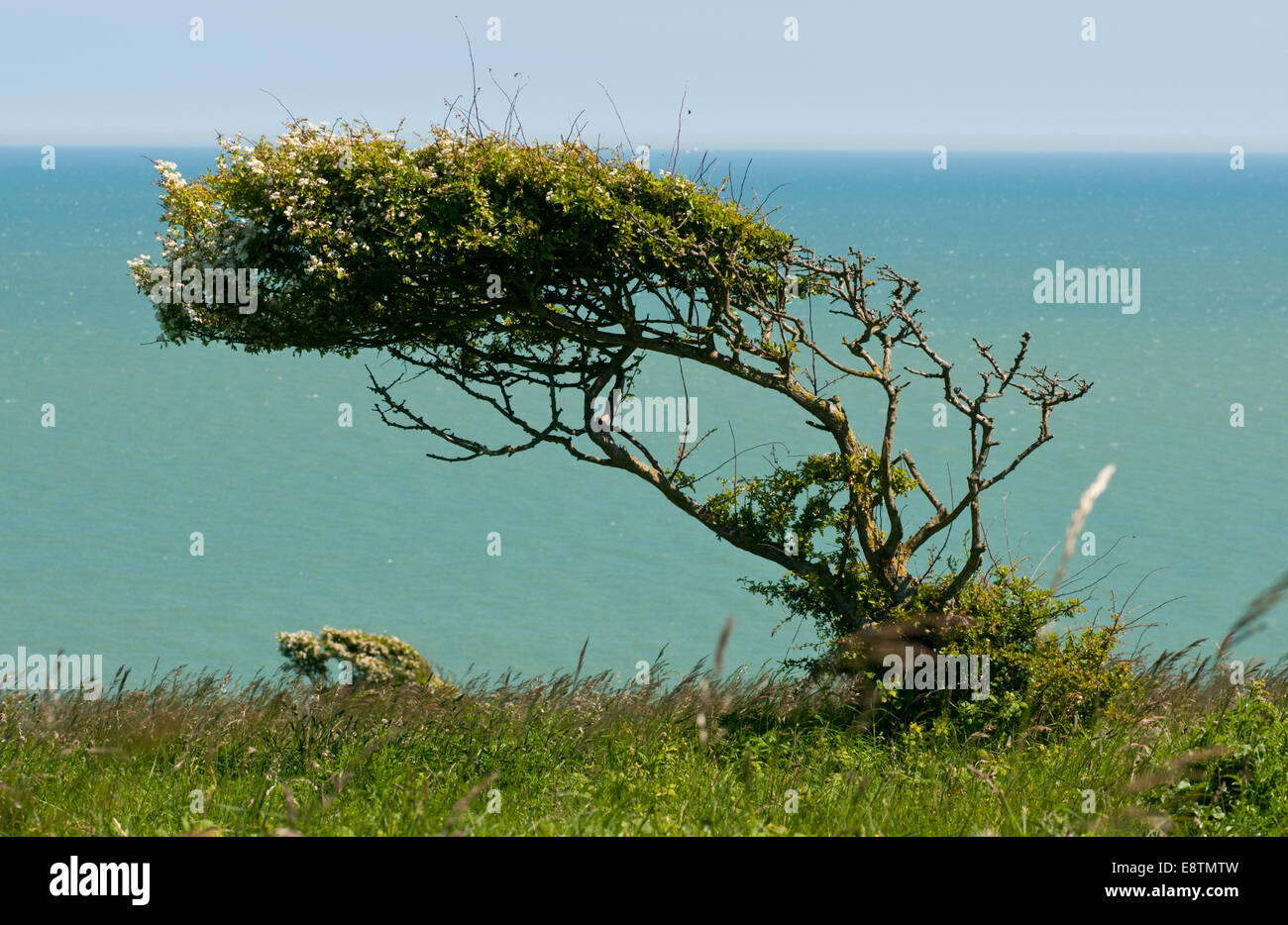 Un albero di biancospino piegato nella direzione del vento prevalente sulla rupe a Eastbourne contro un cielo e mare sullo sfondo Foto Stock