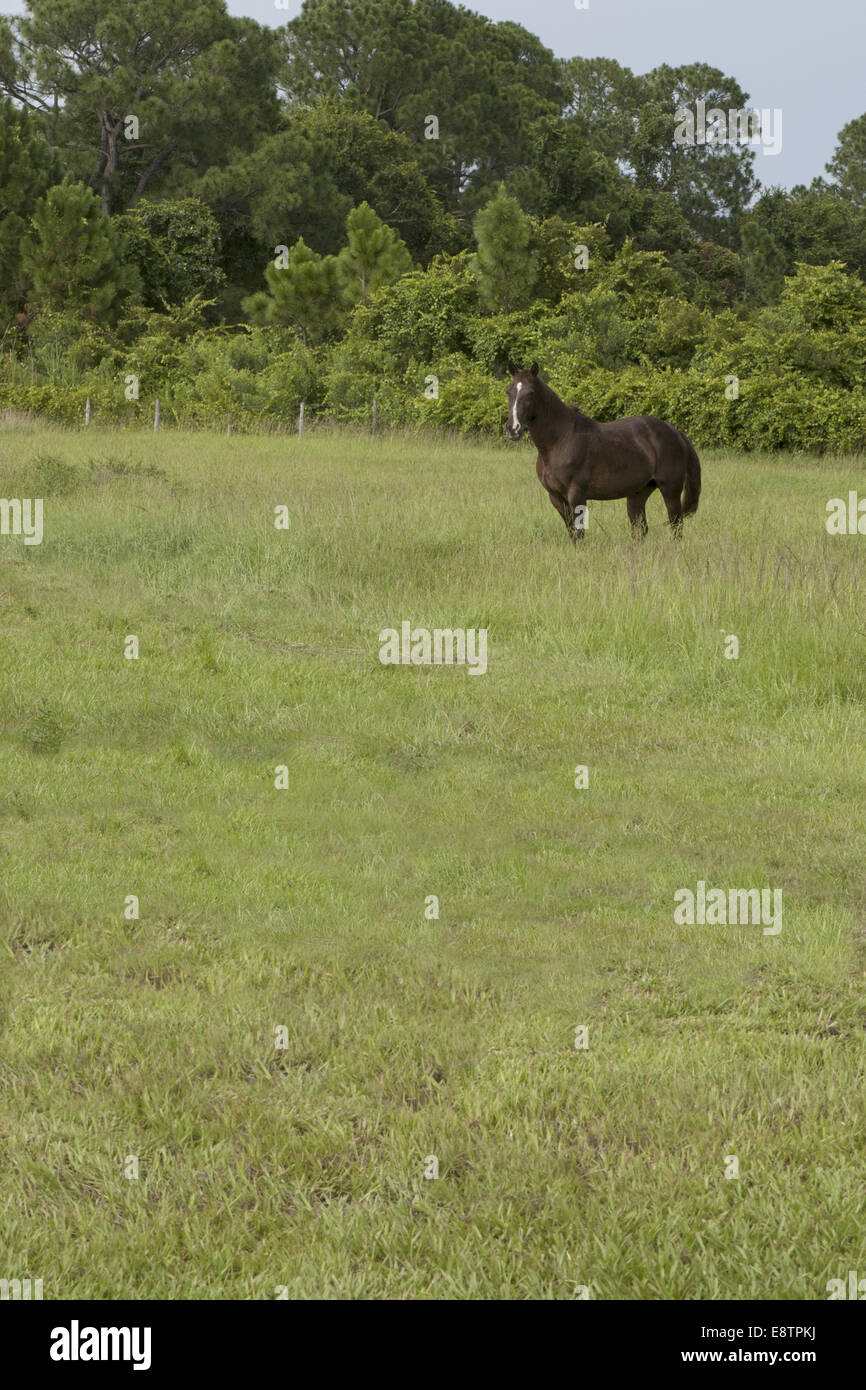 Cavallo marrone in piedi da solo in un pascolo guardando il fotografo. Foto Stock