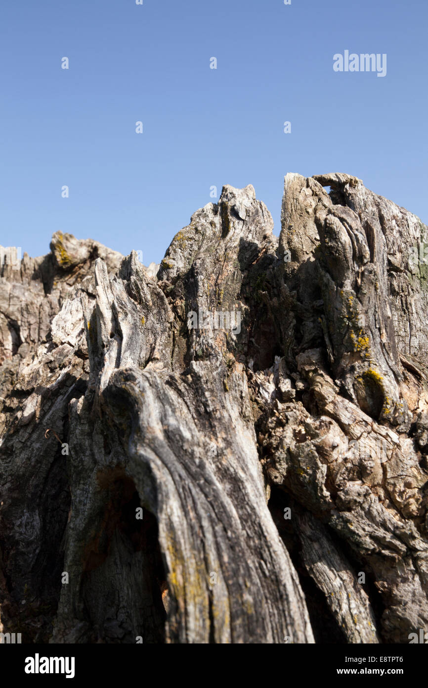 Il moncone in natura texture di sfondo close up Foto Stock